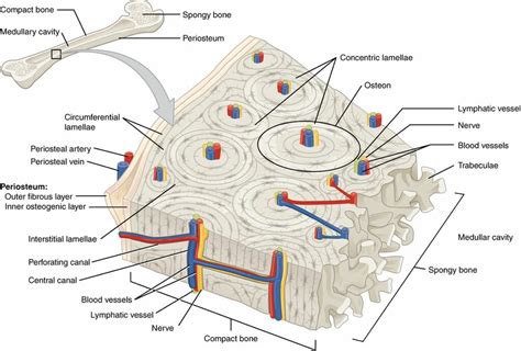 Compact Bone Structure Biology Dictionary