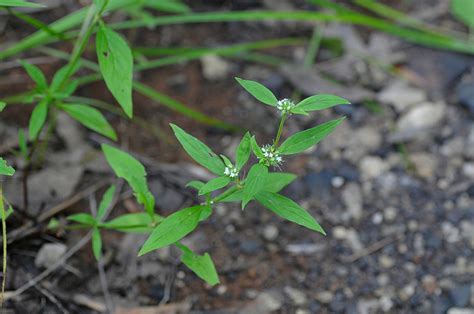 Maryland Biodiversity Project Smooth False Buttonweed Spermacoce Glabra