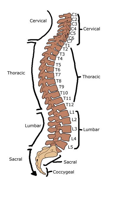 Human Vertebral Column Lateral View Bio Sciences Column Design Human