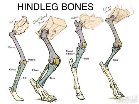 The second largest bone in physique is the tibia, additionally known as the shinbone. Image result for horse hind leg bones | Anatomy reference ...