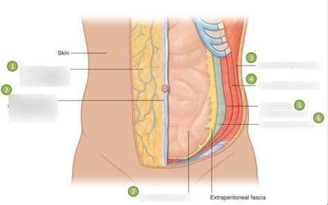 Layers Of Anterior Abdominal Wall Diagram Quizlet