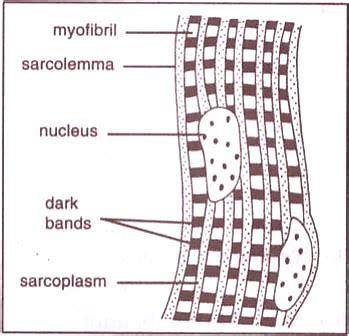 Striated Muscles Diagram CBSE Class Notes Online Classnotes123