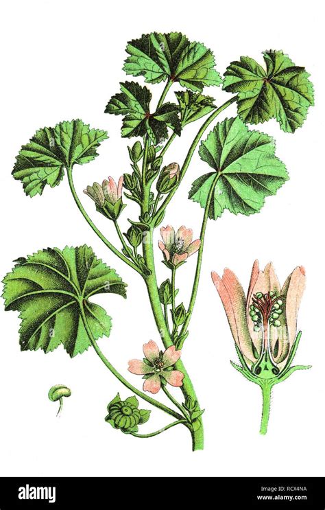 Common Mallow Buttonweed Cheeseplant Malva Neglecta Medicinal And