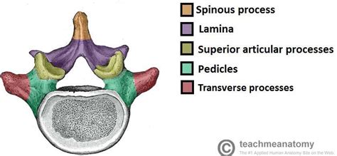 The Vertebral Column Joints Vertebrae Vertebral Structure