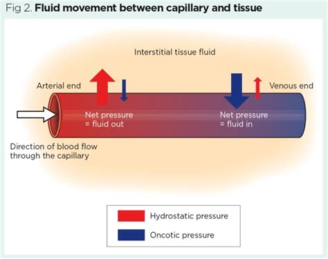 Vascular System 1 Anatomy And Physiology Nursing Times