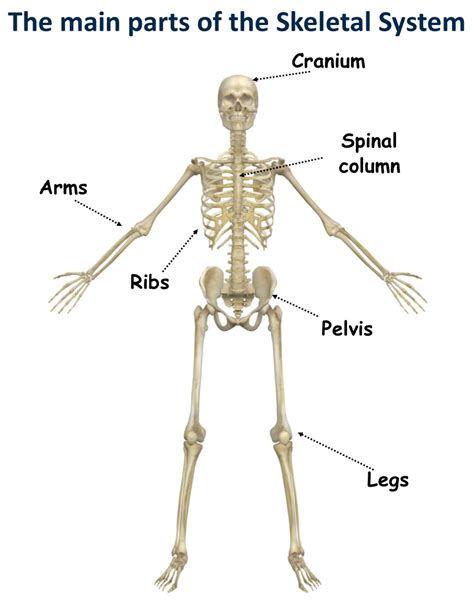 The Skeletal System Canadiensschool