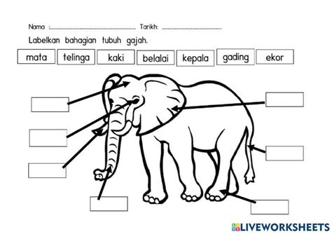 Sains Aktiviti Lembaran Kerja Haiwan Liar 38d Preschool Activities