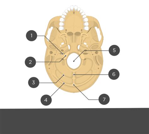 Anatomy And Function Of The Occipital Bone Explained With