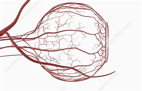 Blood Vessels Of The Eye Stock Image F0024121 Science Photo Library