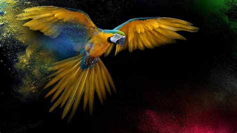 4k Parrot Wallpapers Wallpaper Cave