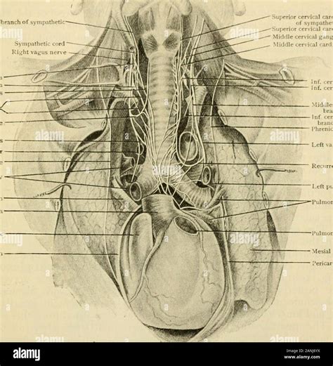 Ductus Arteriosus Hi Res Stock Photography And Images Alamy