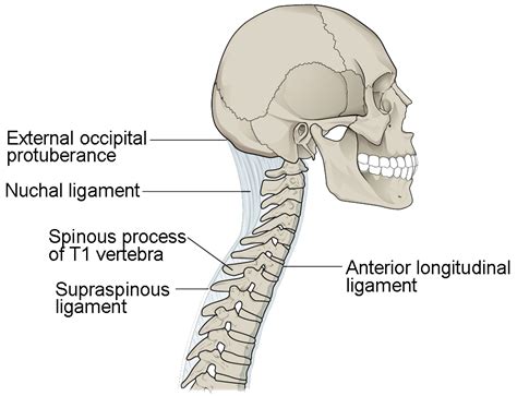 The Vertebral Column Anatomy And Physiology I