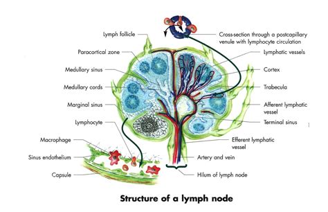 Diagram Diagram Of All Lymph Nodes Mydiagramonline