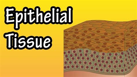 Epithelial Tissue Types