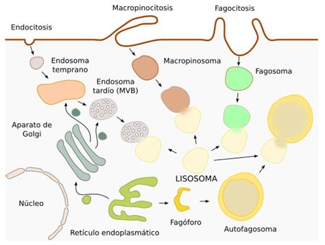 Función de los lisosomas Biología celular Homo medicus