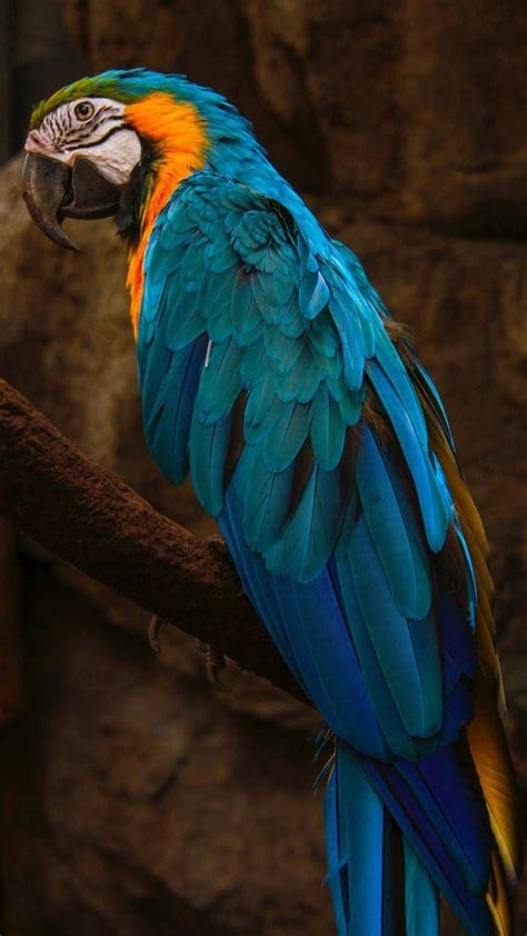 4k Parrot Wallpapers Top Free 4k Parrot Backgrounds Wallpaperaccess