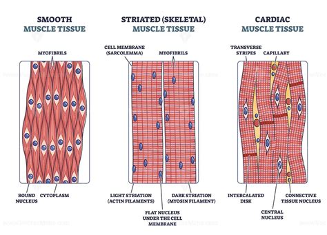 Diagram Of Striated Muscle