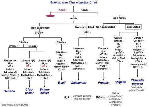 Gram Negative Rods Flow Chart