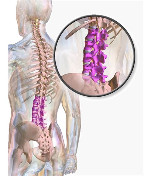 Lumbar Vertebrae Definition Function And Structure Biology Dictionary