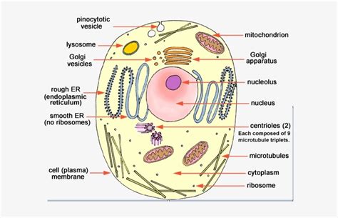 Grade 9 Plant Cell Diagram Simple Joicefglopes