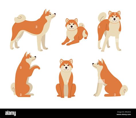 Cute Comic Shiba Inu In Different Poses Vector Illustrations Set Stock