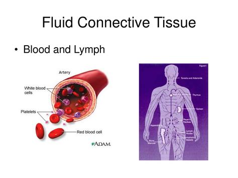 Ppt Histology Study Of Tissues Powerpoint Presentation Free