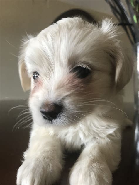 The great dane, also known as the german mastiff or deutsche dogge, is a breed of dog from germany. Cockapoo Puppies For Sale | Scottsdale, AZ #245043