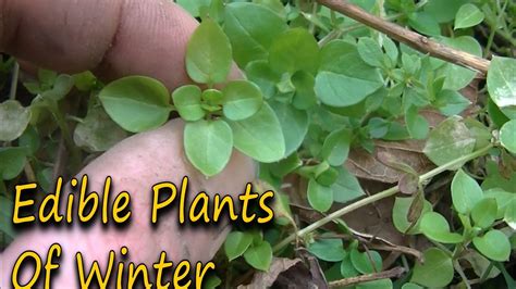 Each plant gets a page of text and a page of black and white photos. Wild Edibles Of Winter - Finding Edible Plants & Their ...