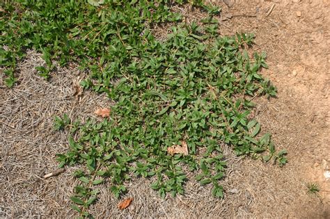 Virginia Buttonweed Control Walter Reeves The Georgia Gardener