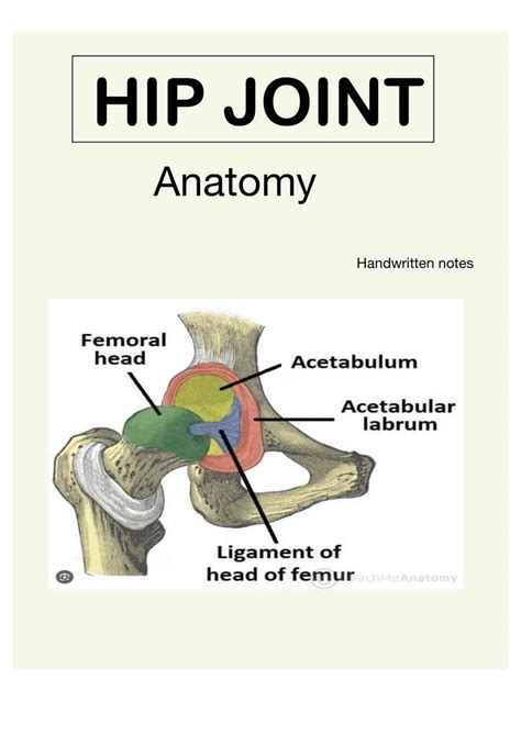 Solution Hip Joint Anatomy Studypool