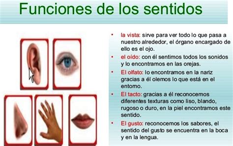 Funciones De Cada Uno De Los Cinco Sentidos Cinco Sentidos