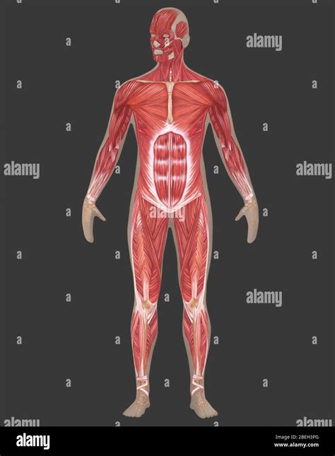 Male Muscular System Hi Res Stock Photography And Images Alamy