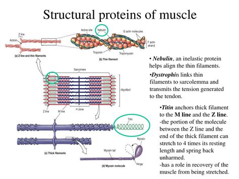 Ppt The Muscular System Skeletal Muscle Tissue And Muscle