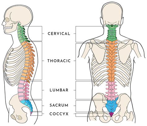 Labeled Diagram Of Spine