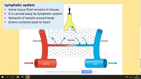 3346 Tissue Fluid Aqa A Level Biology Youtube