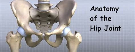 Anatomy Of Hip Joint The Shift School