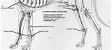 L➤ dog leg bones 3d models ✅. Can Previous Injuries Cause Bone Cancer in Dogs? | PetHelpful