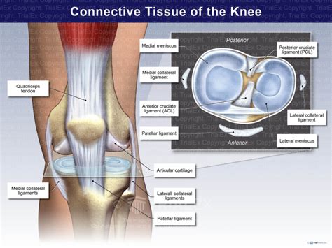 Connective Tissue Of The Knee TrialQuest Inc