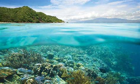 Philippines Marine Wildlife