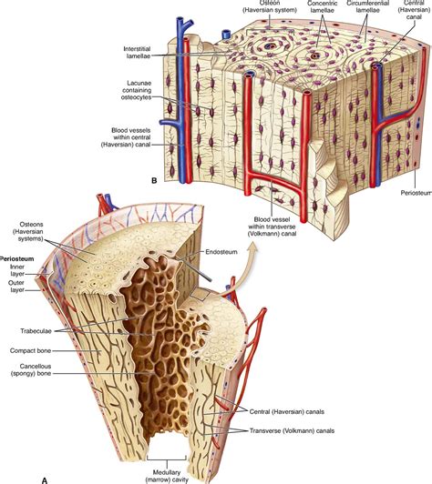 Skeletal Tissues Basicmedical Key