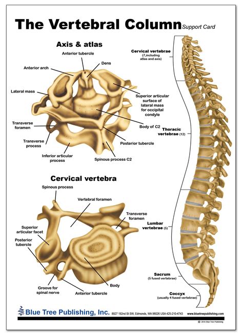 Vertebral Column Ubicaciondepersonascdmxgobmx