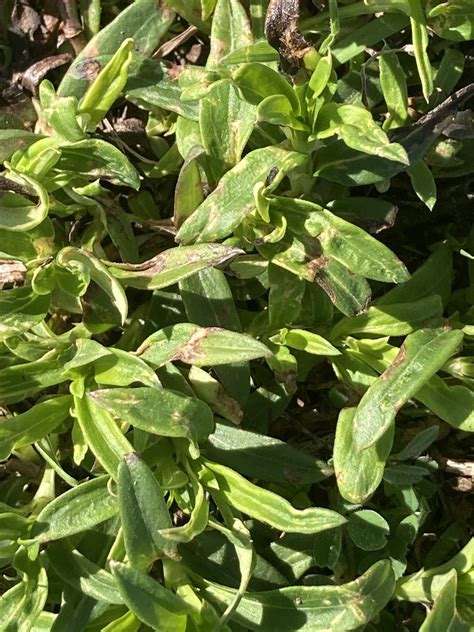 Buttonweed From Old Settlers Park Round Rock Tx Us On March 2 2024