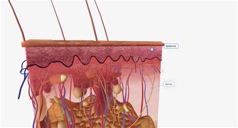 The Skin Is Made Up Of Several Layers Of Tissue The Most Superficial