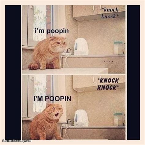 Cat Im Pooping I Dont Know Why I Find This So Hilarious Itty Bitty