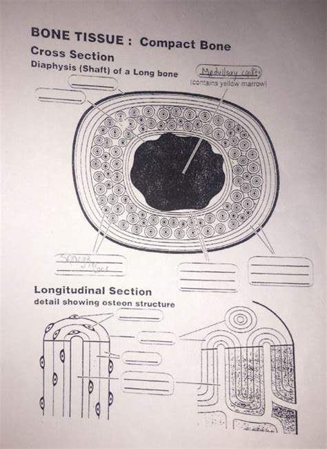 Cross section of a bone. Solved: BONE TISSUE: Compact Bone Cross Section Diaphysis ...