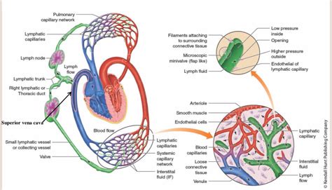 Lymph Flow Through The Lymphatic System Ending At The Heart Diagram