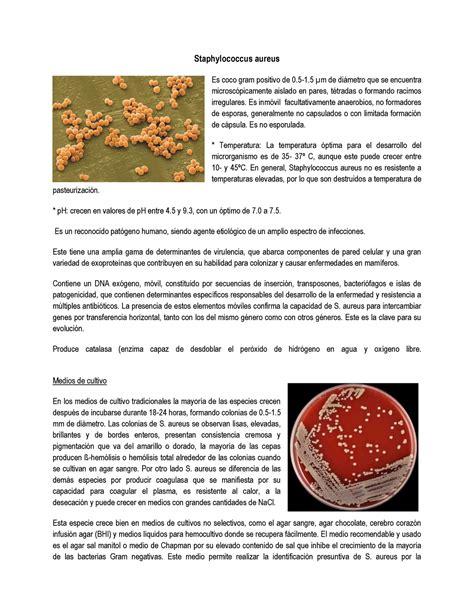 Staphylococcus Aureus Staphylococcus Aureus Es Coco Gram Positivo De