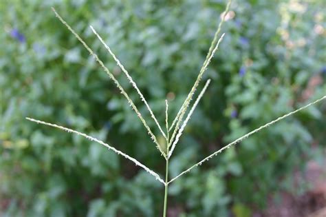 Weeds Identification With Pictures Walter Reeves The Georgia Gardener