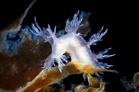 Here are 10 of the more unusual creatures found underwater. Alexander Semenov Captures Rare & Beautiful Sea Creatures ...