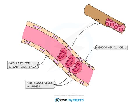 Capillaries And Tissue Fluid Aqa A Level Biology Revision Notes 2017